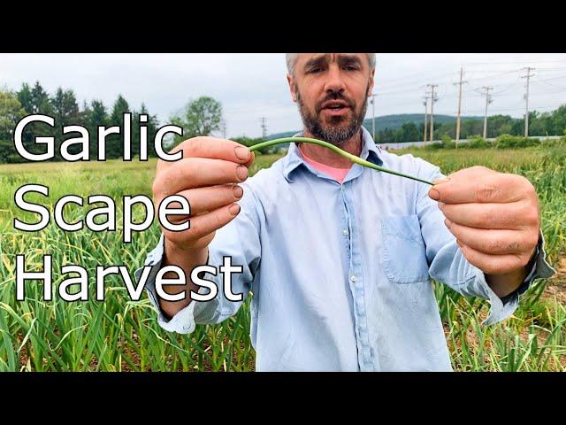 Garlic Scapes - Harvest and Discussion