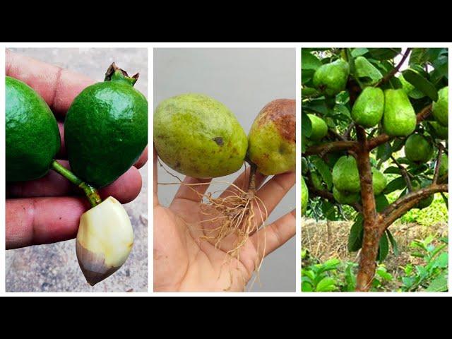 Unique skills how to grow guava tree from guava leaves how to make a  guava tree very easily .