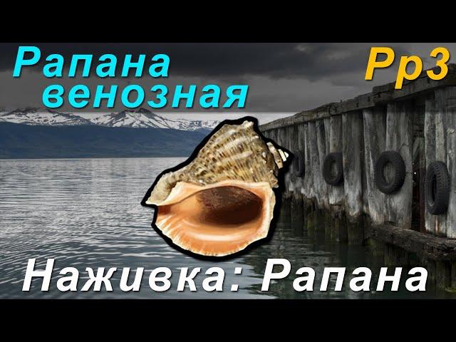 [РР3] ТОП ЗАРАБОТОК В ИГРЕ! Наживка рапана. Рапана венозная.