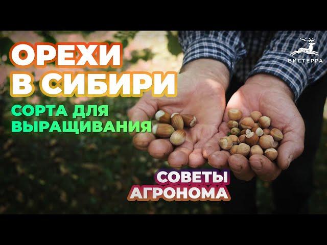 ОРЕХИ В СИБИРИ | ФУНДУК ЛЕЩИНА МАНЧЬЖУРСКИЙ ОРЕХ | КАК ВЫРАСТИТЬ ОРЕХИ В СИБИРИ