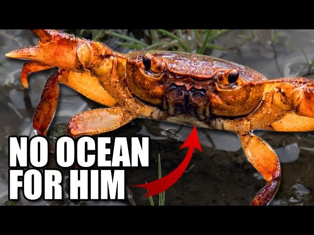 Potamon Crab Facts: the FRESHWATER Crab  Animal Fact Files