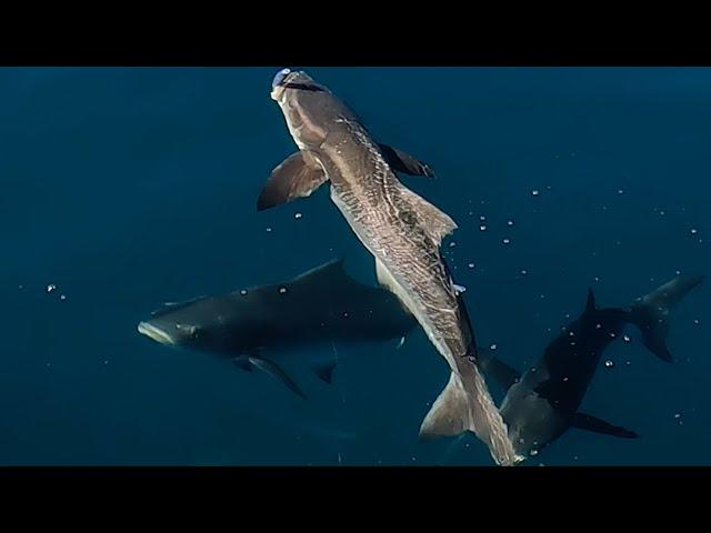 How To: Sight Casting Cobia On The Surface