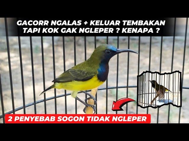 INILAH 2 PENYEBAB SOGON SUDAH GACOR TAPI TIDAK NGLEPER