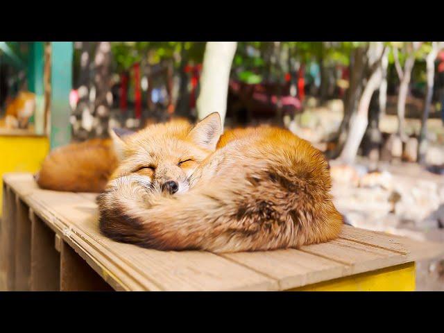 Visiting Japan's Fox Village | Miyagi Zao Kitsunemura Fox Village | ASMR