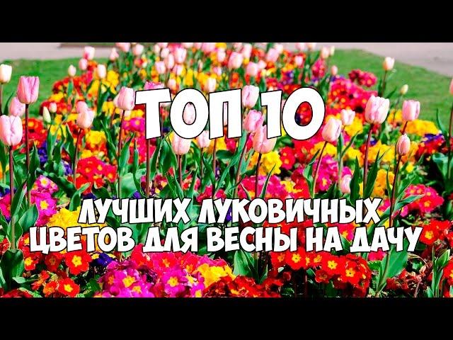 ТОП 10 лучших луковичных цветов для весны на дачу