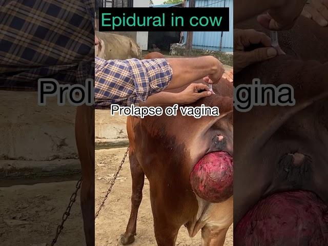 Epidural injection in cow l prolapse of vagina l dr umar khan