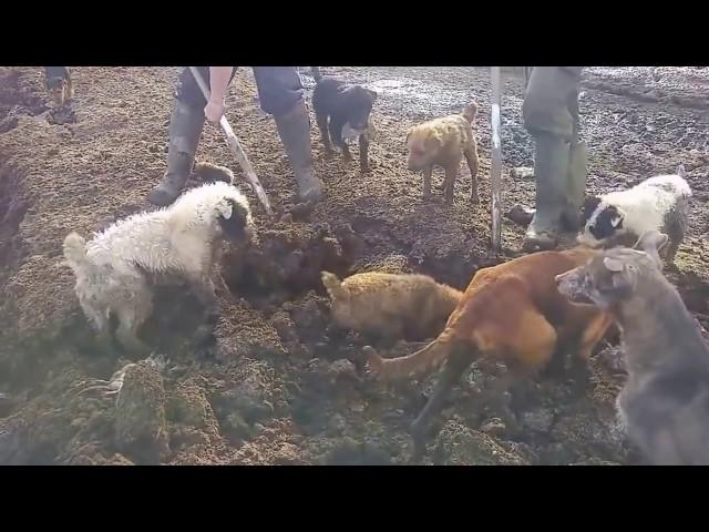 ОГРОМНЫЕ КРЫСЫ И СОБАКИ!!   Собаки ловят больших крыс! Ratting with terriers  18+