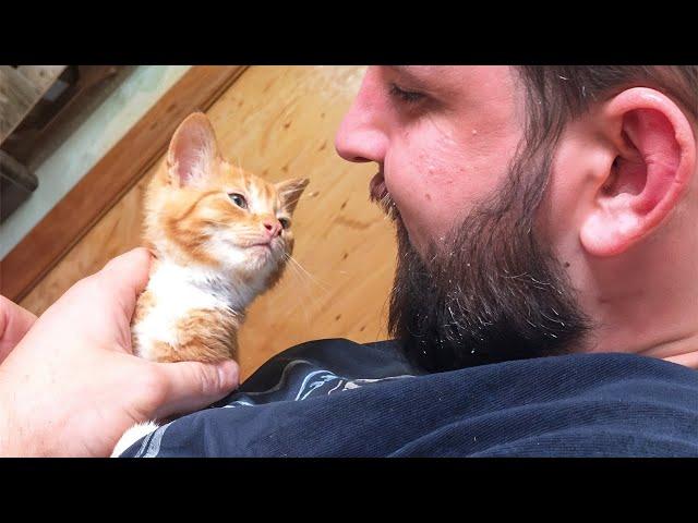 Moment a Stray Kitten Realizes He Has Found His People And Will Be Adopted