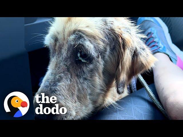 Watch This Mangy Dog Turn Into A Golden Retriever | The Dodo