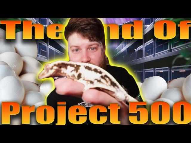 Did We Hatch 500 Geckos In One Year?