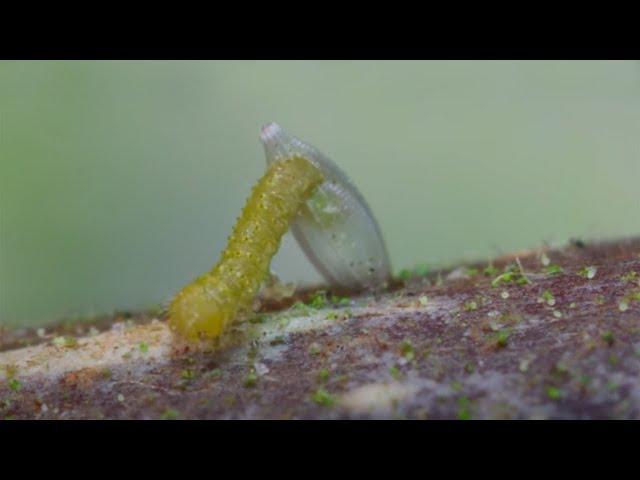 Brimstone caterpillar hatching Time lapse