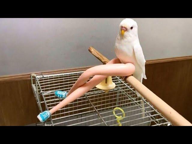 Funniest Parrots Steal the Show with Hilarious Antics