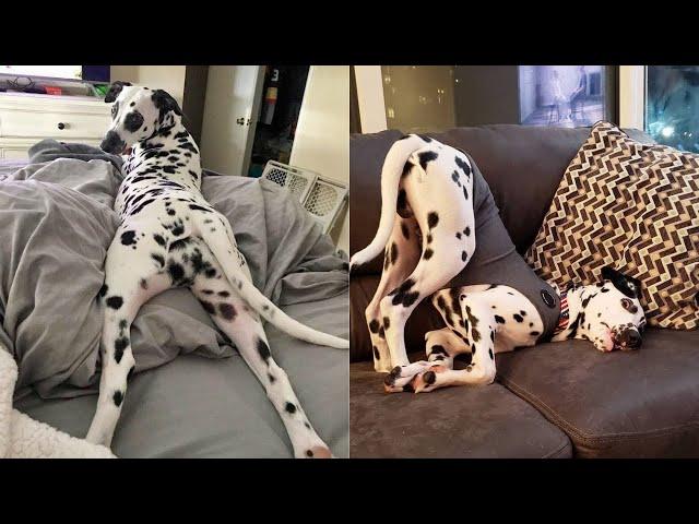 FUNNY AND CUTE DALMATIANS - THIS IS THE MOST LOVELY AND FUNNIEST VIDEO!!! Funny Pets 