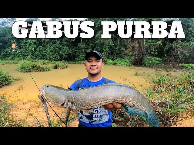 DANAU KERUH YANG DIHUNI GABUS-GABUS PURBA