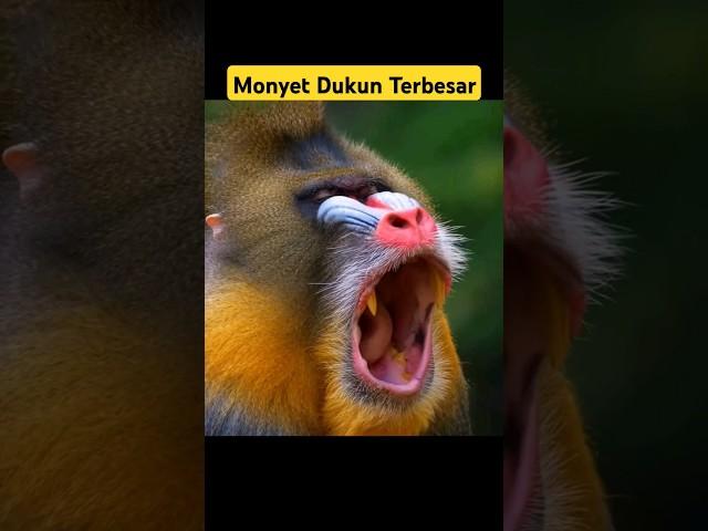 Monyet terbesar di dunia adalah si mandril monyet dukun #animals #mandrill #monkey #big #shorts