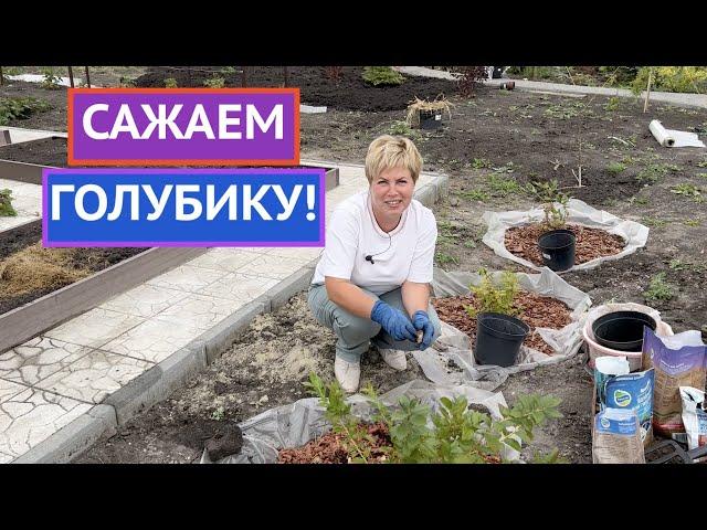 САЖАЕМ ГОЛУБИКУ ТАК, ЧТОБЫ СОБИРАТЬ УРОЖАЙ ВЕДРАМИ!