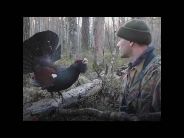 Глухарь дерётся с человеком. Почему это важно