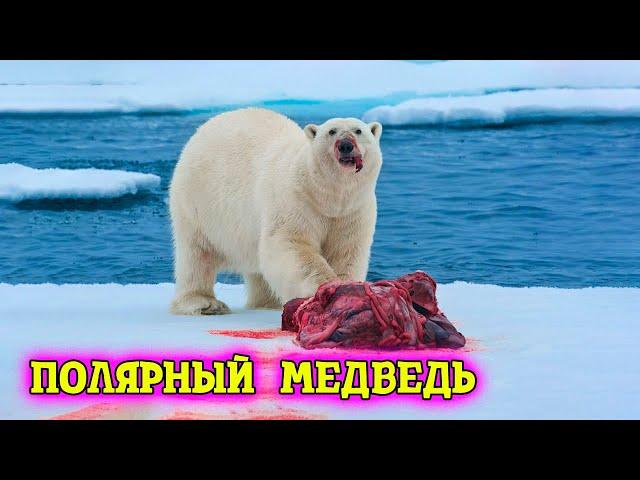 No one knew this about polar bears