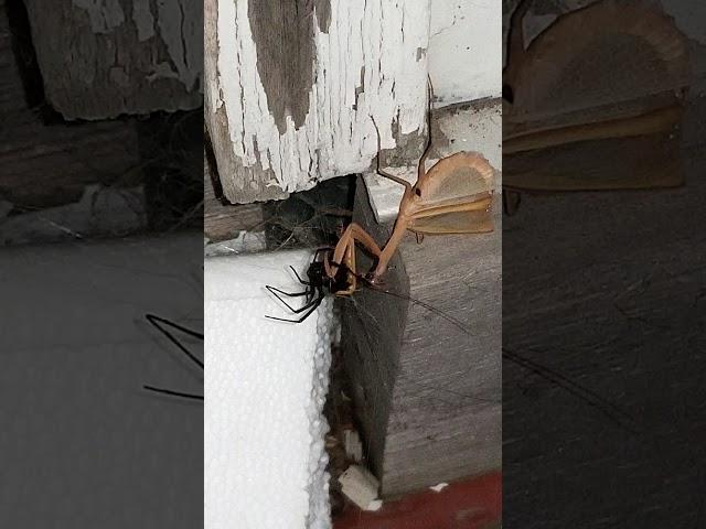 Praying mantis vs black widow