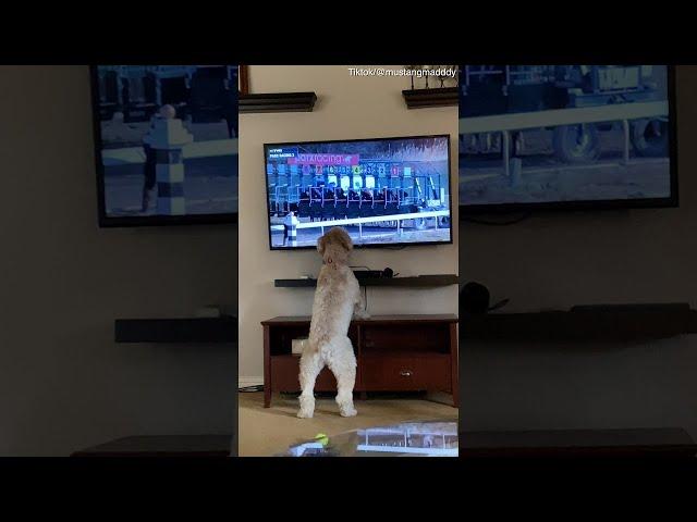 Doggy Jumps for Joy While Watching Horse Race || ViralHog