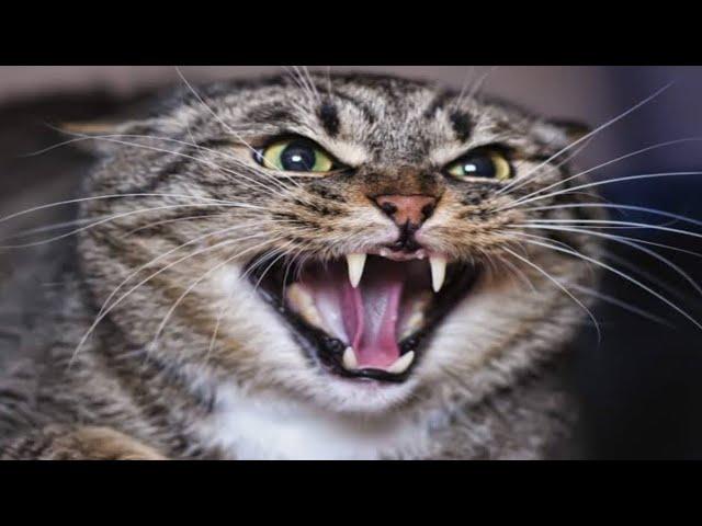 Billi Ki Awaaz Meow Meow | Cat Sounds Angry | Cats Meowing Video | बिल्ली की आवाज