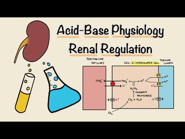 Acid Base Physiology | Part Three | Renal Regulation | Acidification of Urine | Renal Physiology