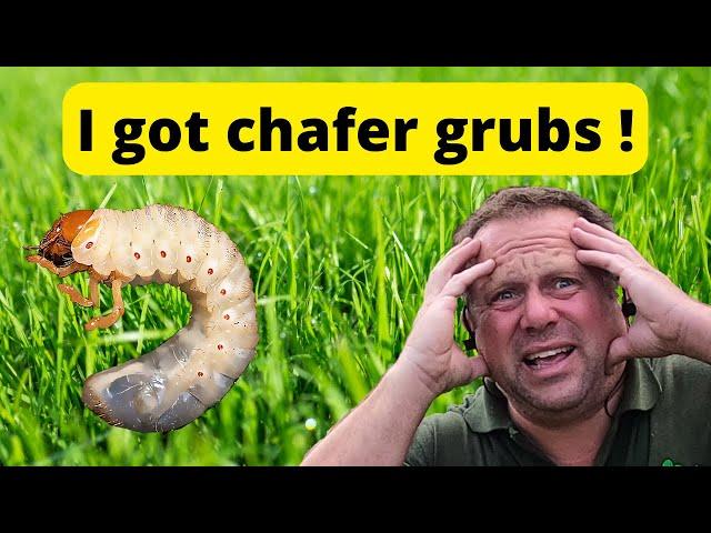 The Chafer Grubs Are Back In My Lawn - After Our Holiday