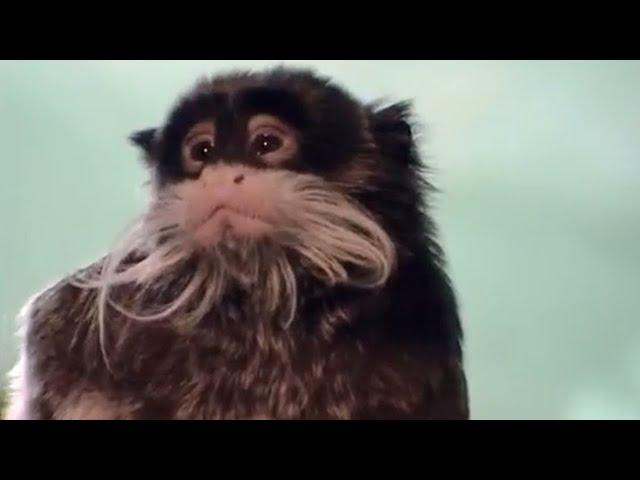 Emperor Tamarins at London Zoo | Making Animal Babies | BBC Studios