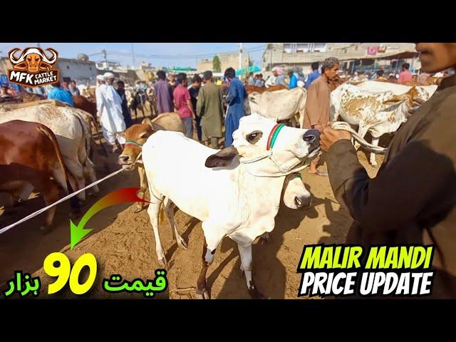 Malir Cow Mandi Latest Rates Update 2024 & 2025 | 50 Hazar Stating price | Cow Prices 2024 & 2025