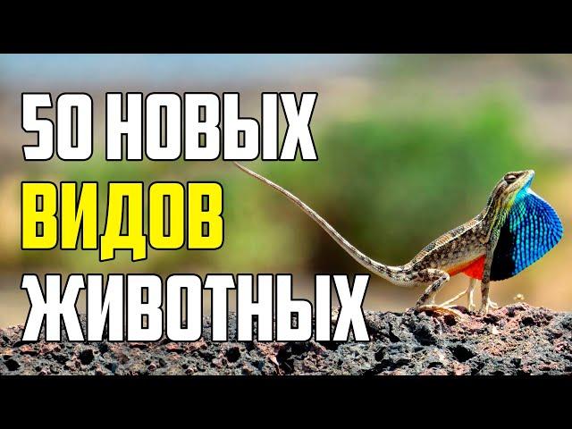 50 НОВЫХ ВИДОВ ЖИВОТНЫХ, О КОТОРЫХ НИКТО НЕ ЗНАЛ ЕЩЕ НЕСКОЛЬКО ЛЕТ НАЗАД