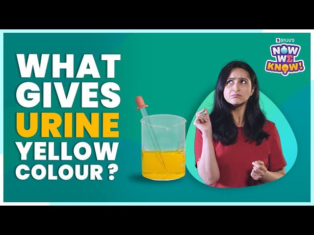 What Gives Urine its Yellow Color? | BYJU's Now We Know