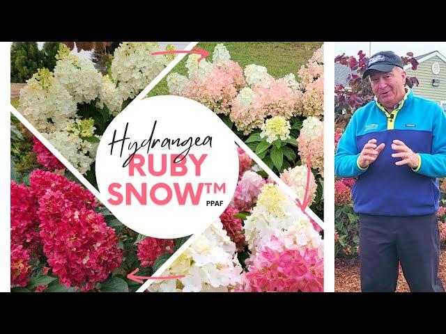 Hydrangea WorryFree® Ruby Snow™ - The BEST Panicle Hydrangea That David Has EVER Seen  