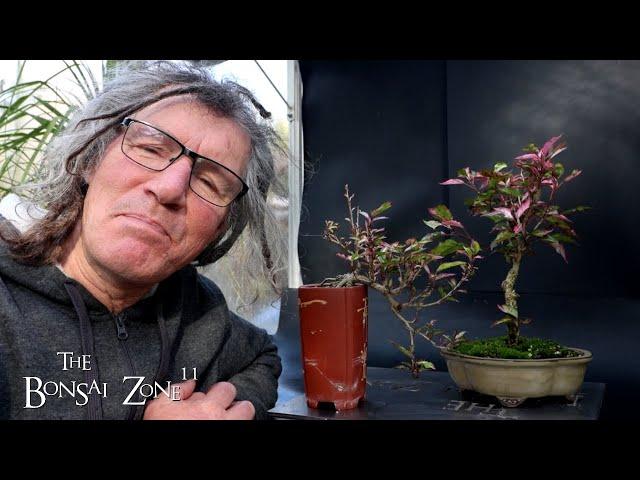 Pruning My Fire and Ice Hibiscus, The Bonsai Zone, Nov 2024