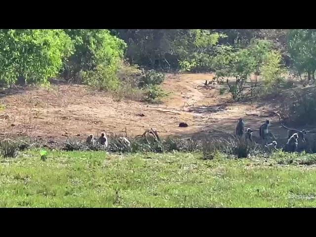 Chilling #monkeys #yalanationalpark