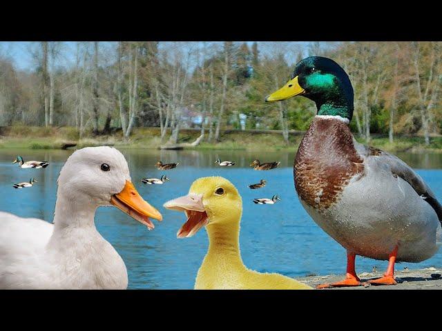 Duck sound - duckling in the pond - duck quack 