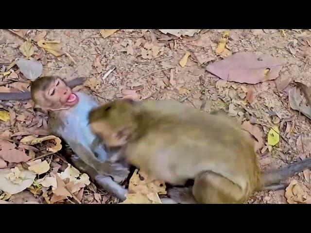 funny monkeys doing stupid things