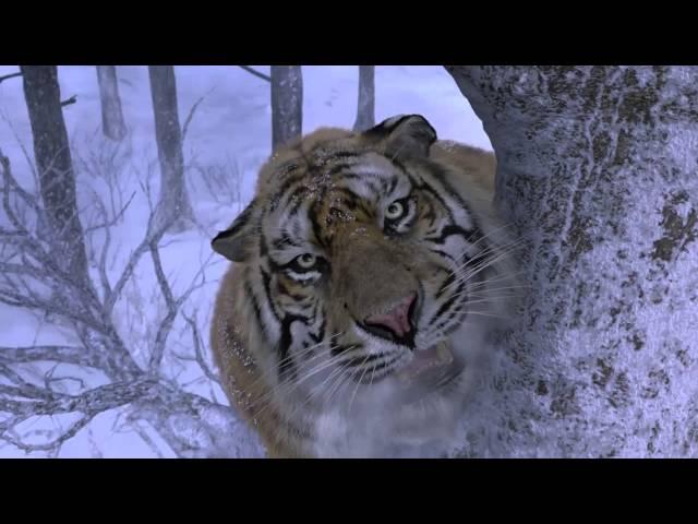 Tiger Attack scene (HD) *see description