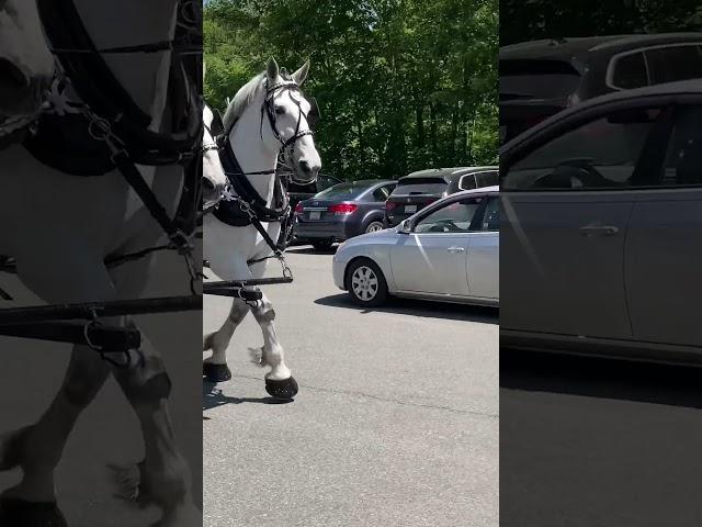 JimThorpe Powerful Horses #usa #jimthorpe #youtuber #nyc #travel #philadelphia