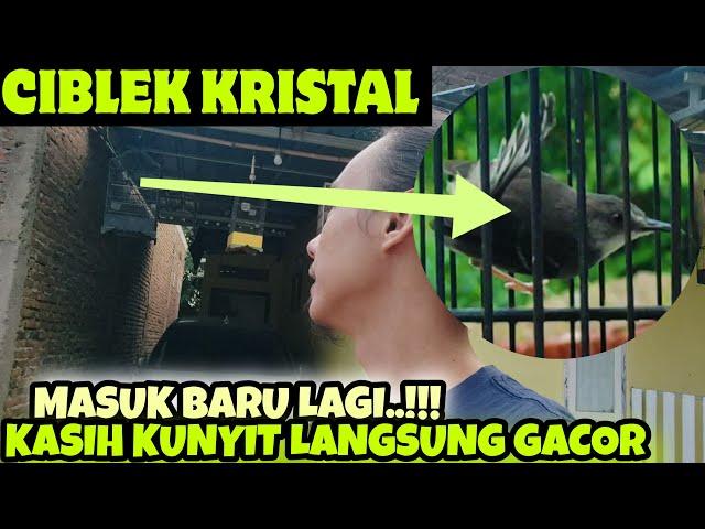 CIBLEK KRISTAL INI PAKAI KUNYIT+MADU JADI GACOR NEMBAK ‼️ TERNYATA BEGINI BOLO