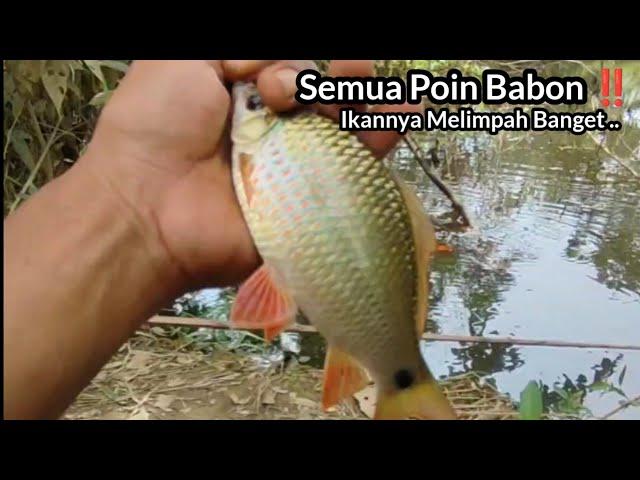 Nilem Gemoy..!! Mancing Ikan Nilem dan Ikan Putihan Di Danau Bekas Galian Tambang