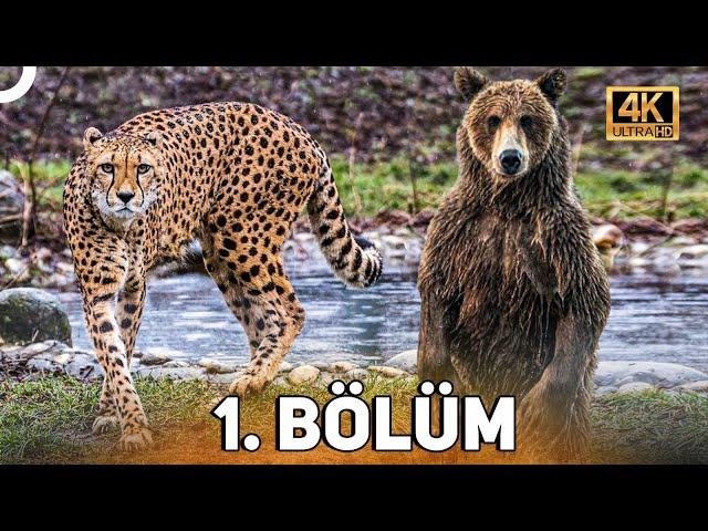 VAHŞİ SERÜVEN 1. BÖLÜM | 4K HAYVAN BELGESELİ