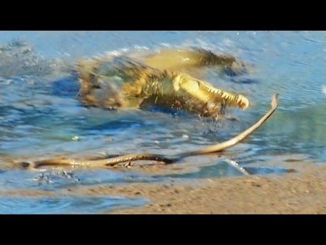 Black Mamba Tries to Escape Crocodile