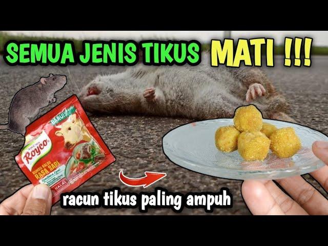 TERNYATA MUDAH, CARA BUAT RACUN TIKUS !! SEMUA JENIS TIKUS LENYAP