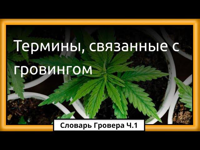 Как новичку начать выращивать коноплю? | Семяныч