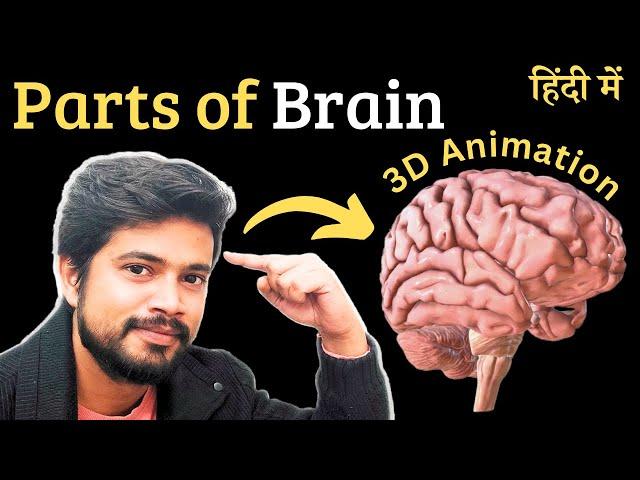 Parts of brain 3D in Hindi , Anatomy and physiology