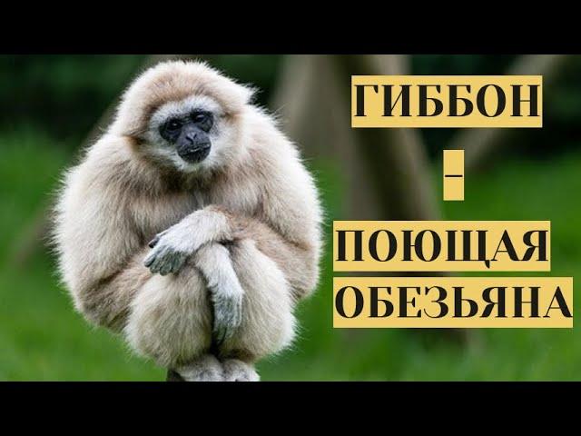 РАССКАЗ О ЧЕЛОВЕКООБРАЗНЫХ ОБЕЗЬЯНАХ! Гиббон -  поющая  обезьяна.  Семейный канал