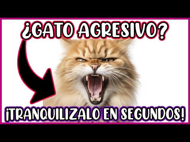 ¡No toques a tu gato si está enojado! Esto es lo que debes hacer! - SiamCatchannel