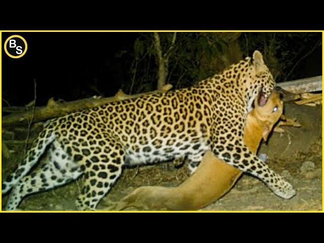 Dogs vs Leopard In Brutal Encounter !!