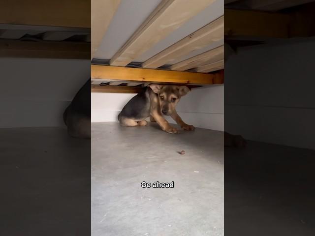 Rescue puppy hiding under bed and WILL NOT come out