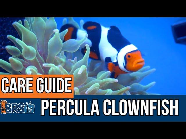 The Basics of Percula Clownfish!